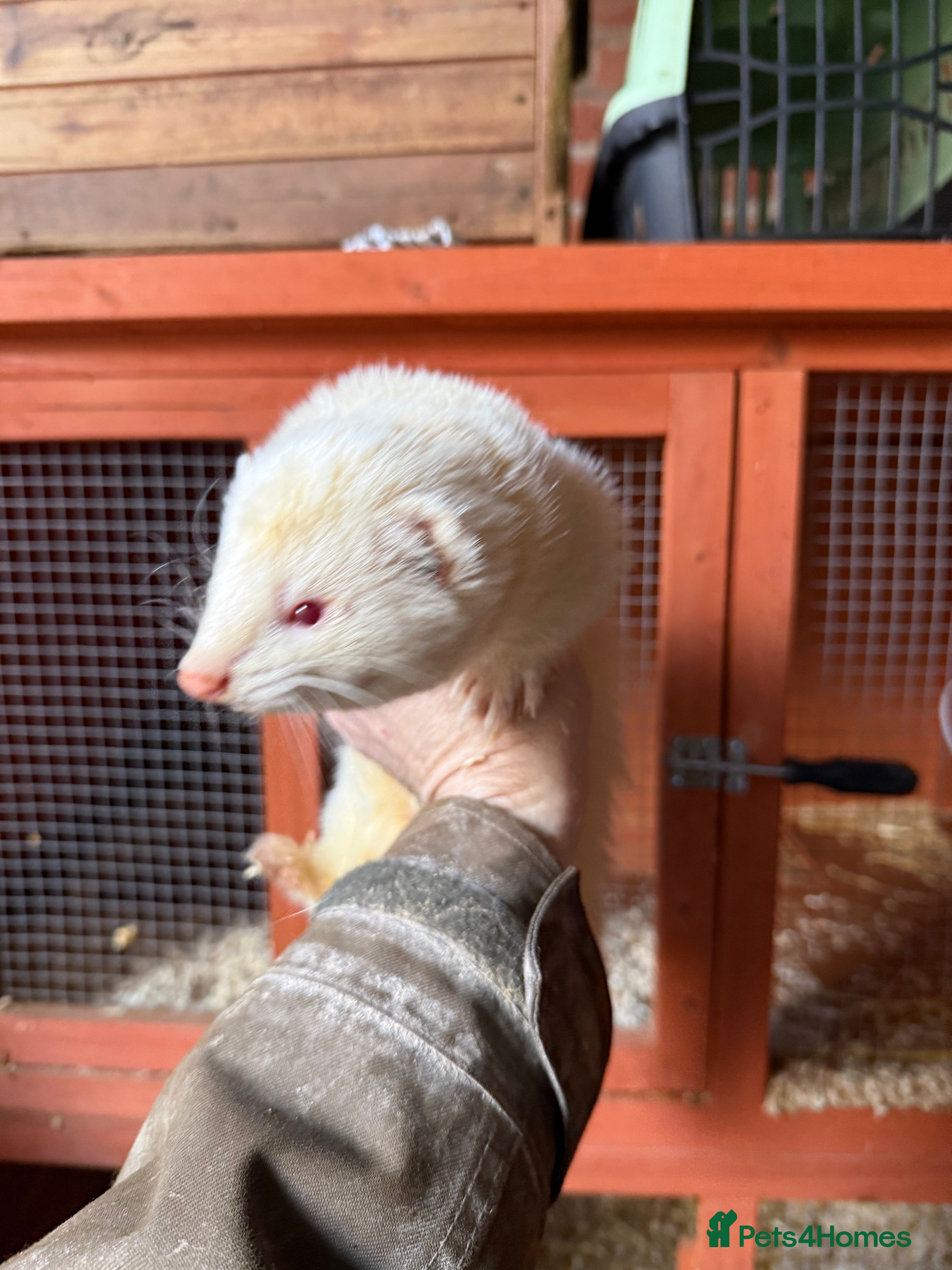 Ferret rodents Albino Hob ferrets looking for retirement home - Advert 18