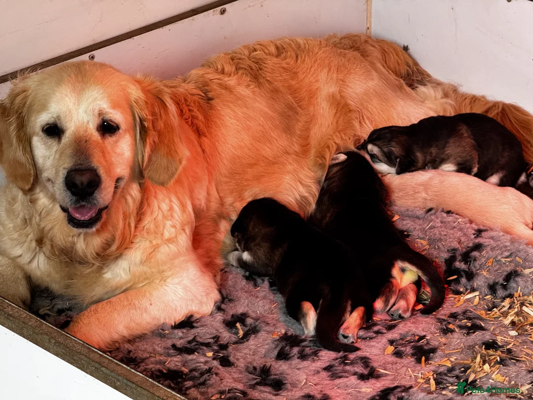 Golden Shepherd dogs for sale: ⭐️ GOLDEN SHEPHERDS ⭐️ - Advert 2