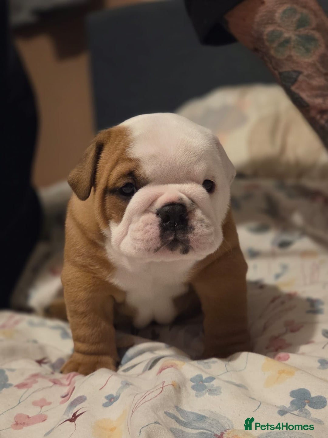 English Bulldog dogs for sale: English Bulldog Puppies  - Image 9