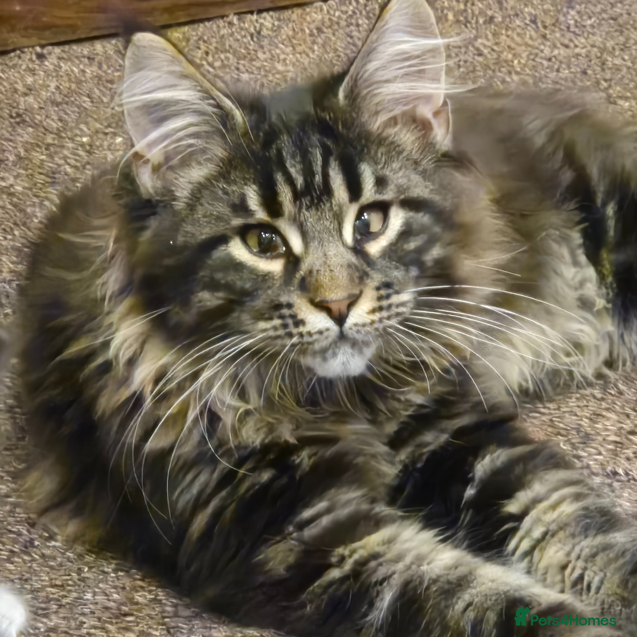 Maine Coon cats Maine coon xl pedigree active - Advert 18