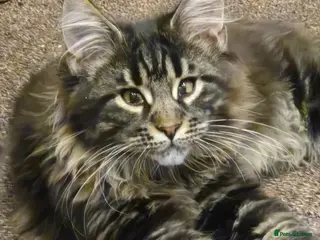 Maine Coon cats Maine coon xl pedigree active - Advert 18
