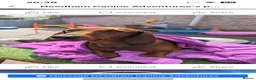 Dachshund dogs for sale: Chester is looking for a new home - Advert 2