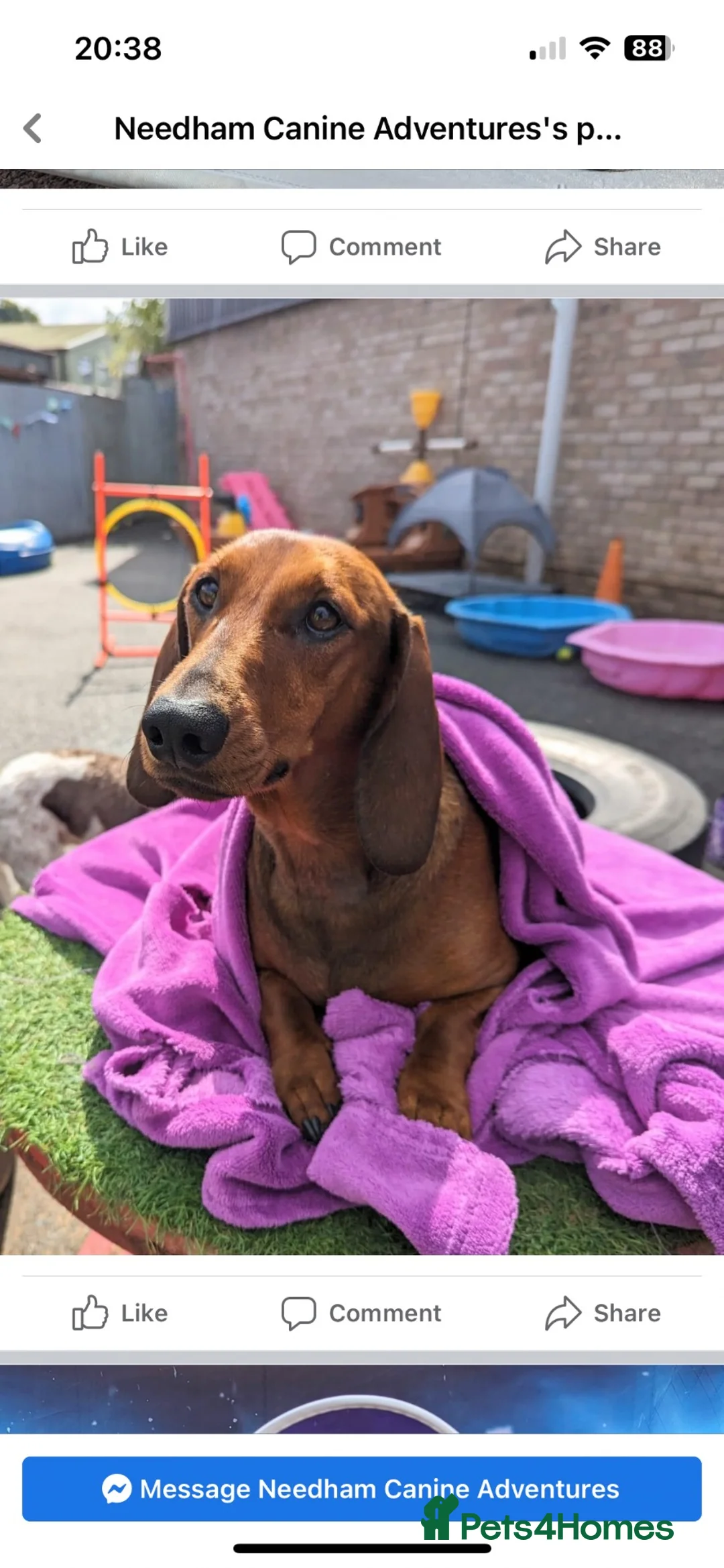 Dachshund dogs for sale: Chester is looking for a new home - Advert 2