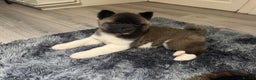 Akita dogs for sale: Bear faced American akitas puppies  - Advert 36