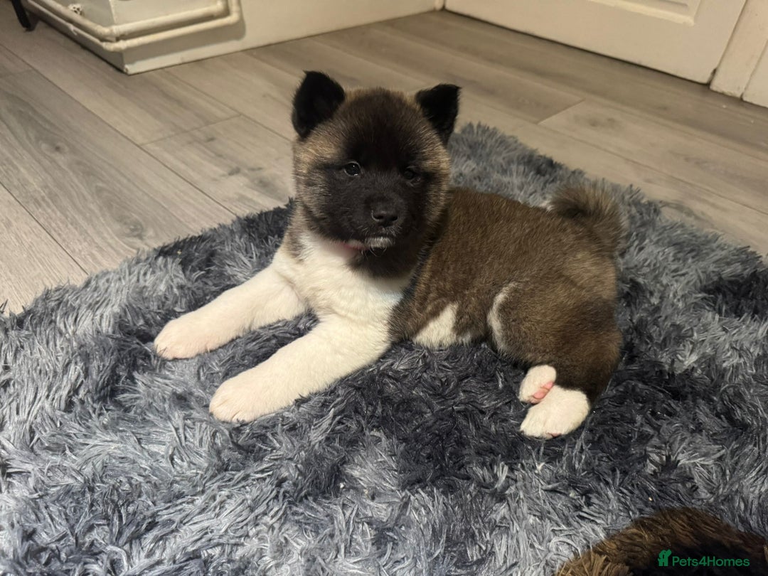 Akita dogs for sale: Bear faced American akitas puppies  - Advert 36