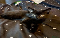 Mixed Breed cats for sale: Mainecoon x boy looking for home - Image 2
