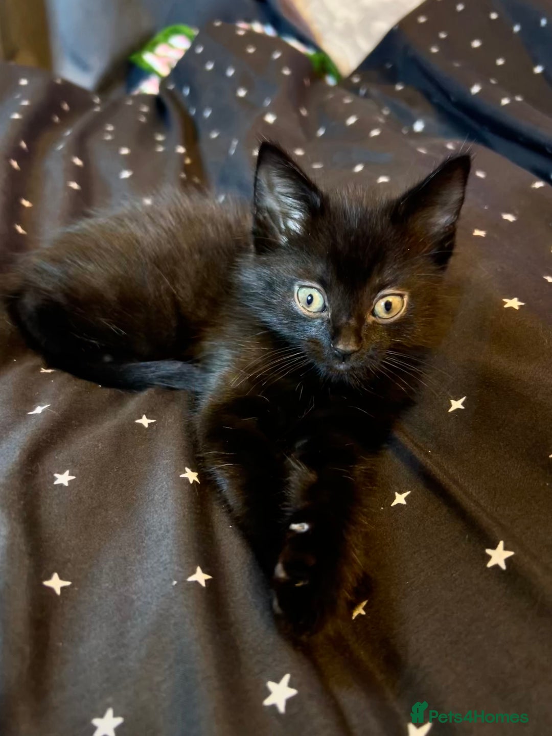 Mixed Breed cats for sale: Mainecoon x boy looking for home - Image 2