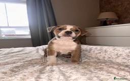 Mixed Breed dogs for sale: 1 female left -  Bitches - Olde English Bulldogge  in Haddington - Image 1