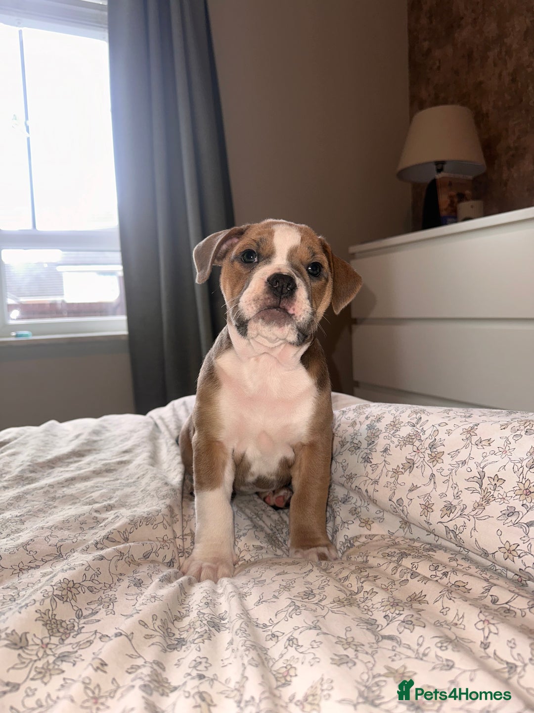 Mixed Breed dogs for sale: 1 female left -  Bitches - Olde English Bulldogge  in Haddington - Image 1