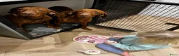 Hungarian Vizsla dogs for sale: Beautiful KC Registered Hungarian Vizsla puppies  in Blackburn - Advert 20