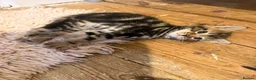 Egyptian Mau cats for sale: 3 Beautiful Male kittens in Sittingbourne - Advert 3