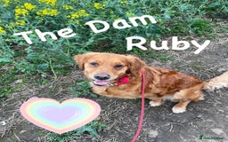 Golden Retriever dogs for sale: Dark Red Golden Retriever Pups  - Image 3