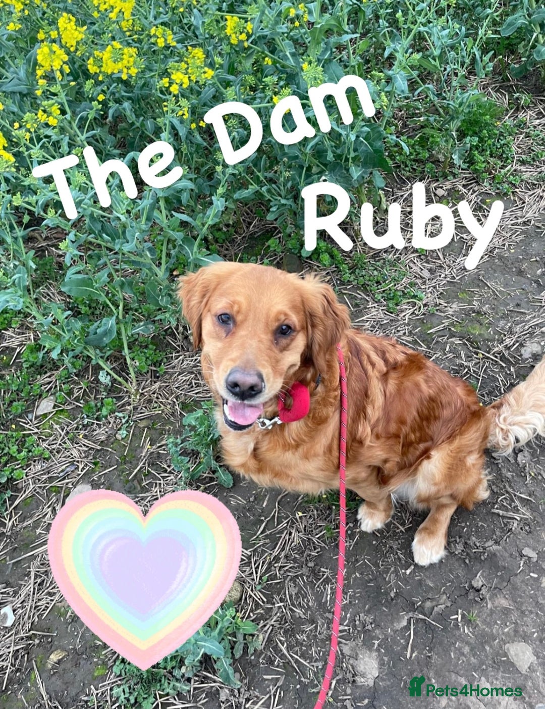 Golden Retriever dogs for sale: Dark Red Golden Retriever Pups  - Image 3