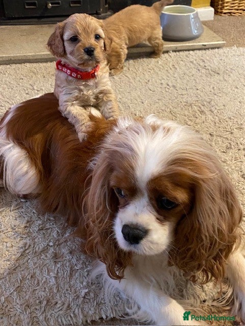 Cavapoo dogs Quality Cavapoo Puppies - Advert 1