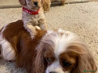 Cavapoo dogs Quality Cavapoo Puppies - Advert 1