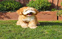 Labrador Retriever dogs for stud: Hip0/0 Elbow 0/0 Australian Labradoodle  - Advert 21