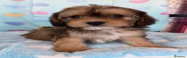 Cavapoo 1