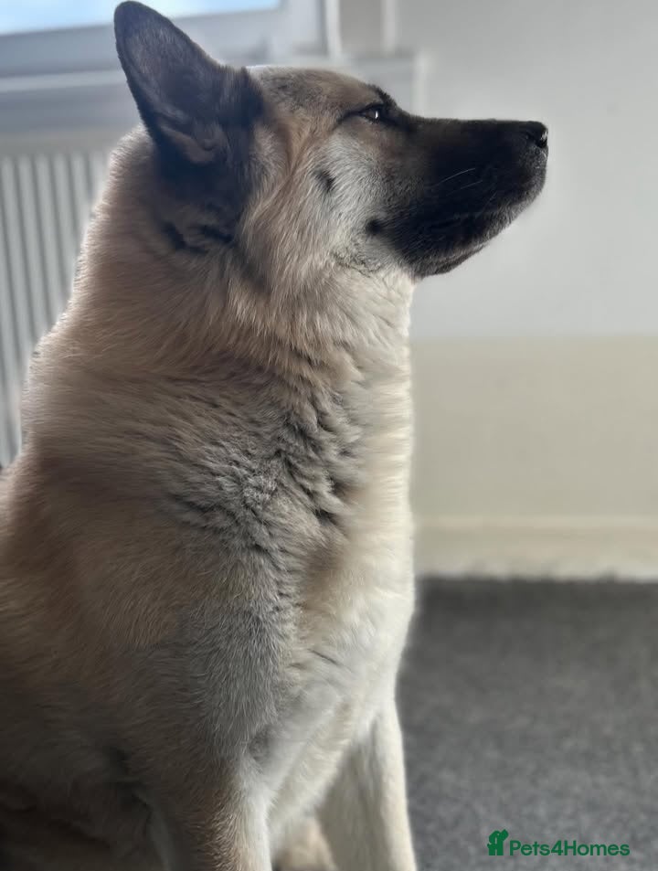 Mixed Breed dogs Huskita - Advert 1