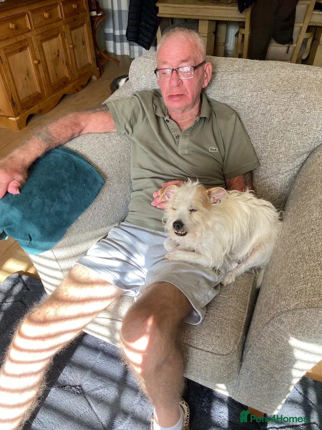 Jack Russell dogs for sale: Jack Russell age 5 in Nottingham - Advert 1