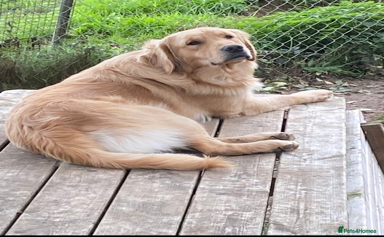 Golden Retriever dogs - Advert 1