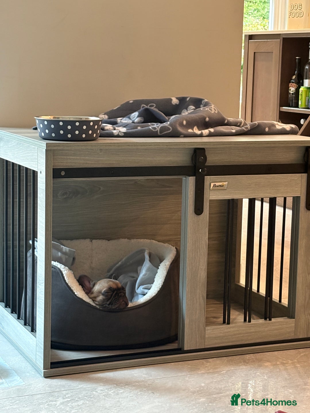 French Bulldog dogs for sale: Beautiful French fawn bulldog  - Image 7