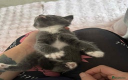 Siamese cats for sale: Siamese and Turkish Angora kittens - Advert 5