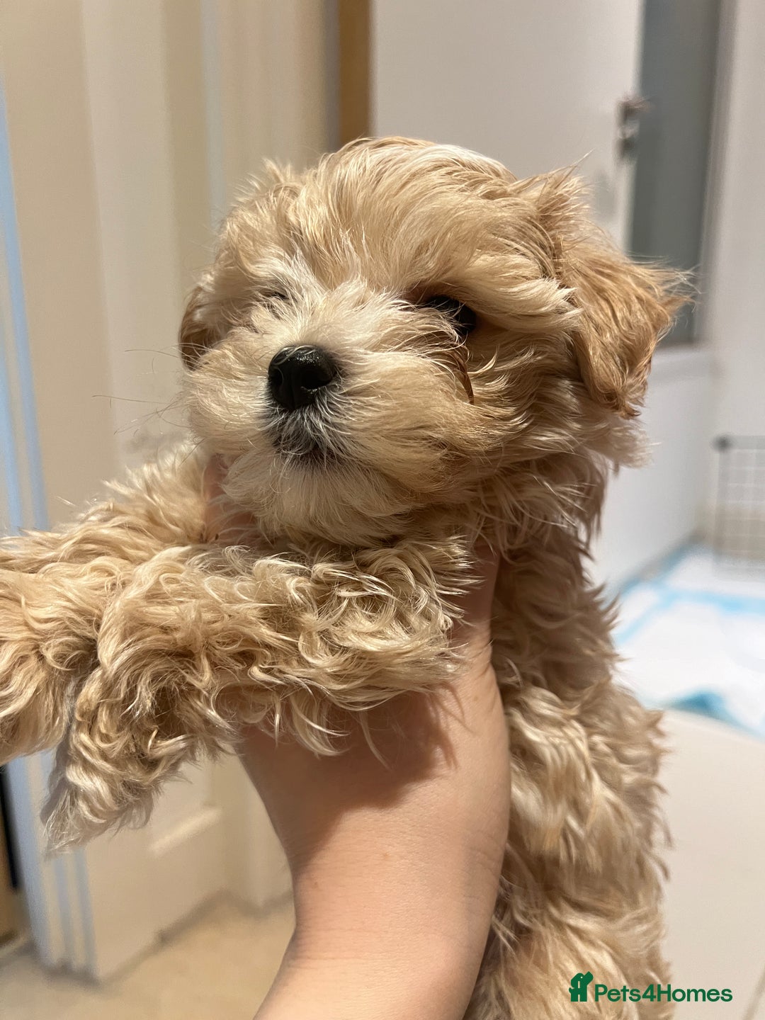 Maltipoo dogs for sale: family pet litter Mini Maltipoo puppies  - Advert 18