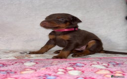Dobermann dogs for sale: Doberman Puppies For Sale  - Image 8
