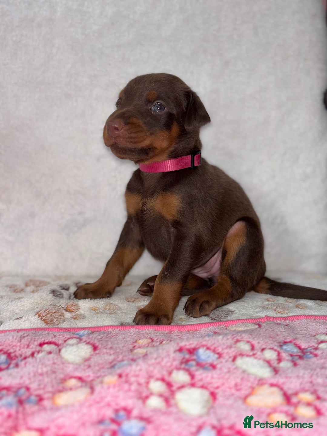 Dobermann dogs for sale: Doberman Puppies For Sale  - Image 8