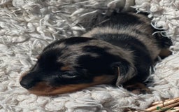 Miniature Dachshund dogs for sale: Beautiful tiny KC miniature dachshund puppies in Ware - Image 1