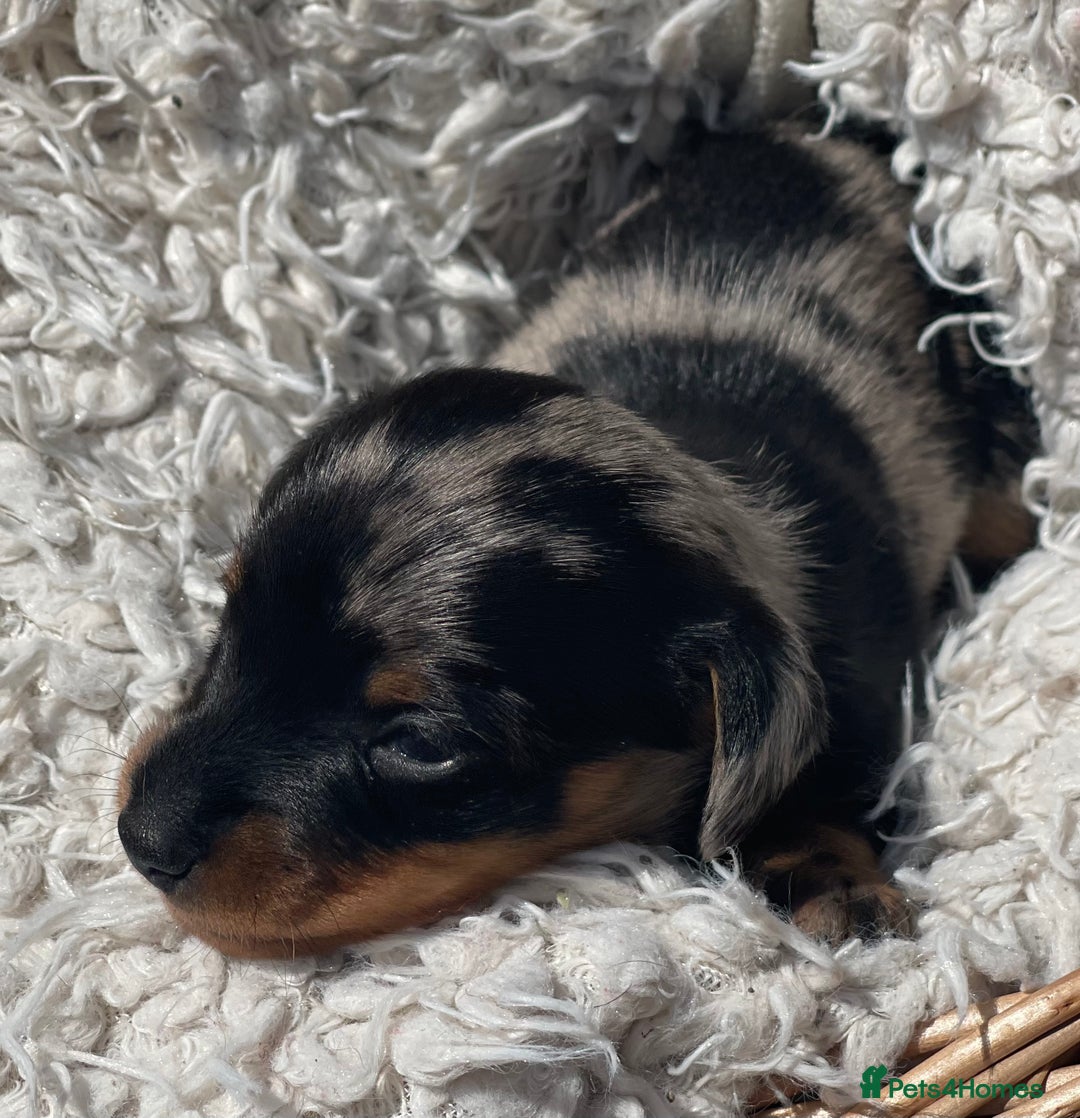 Miniature Dachshund dogs for sale: Beautiful tiny KC miniature dachshund puppies in Ware - Image 1