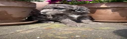 Cockapoo dogs for sale: Beautiful Litter of F1B Cockapoos🐶 - Advert 12