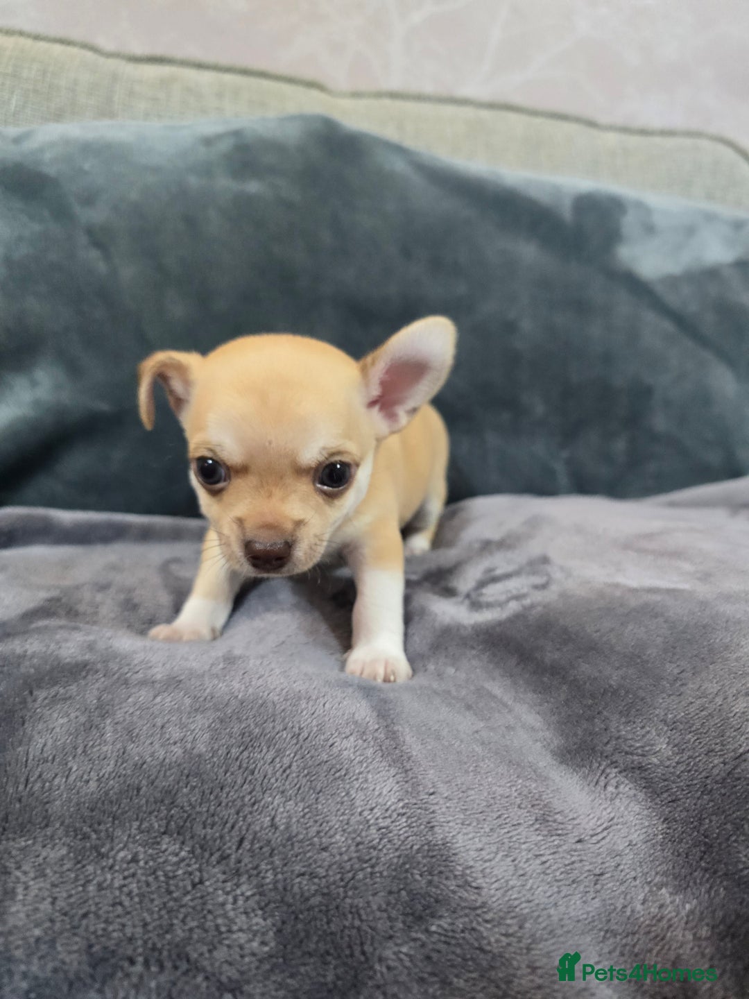 Chihuahua dogs for sale: Chihuahua pedigree pups. Not KC. - Image 32