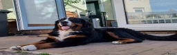 Bernese Mountain Dog dogs for stud: Stud Dog - Bernese Mountain Dog (KC registered) - Advert 3