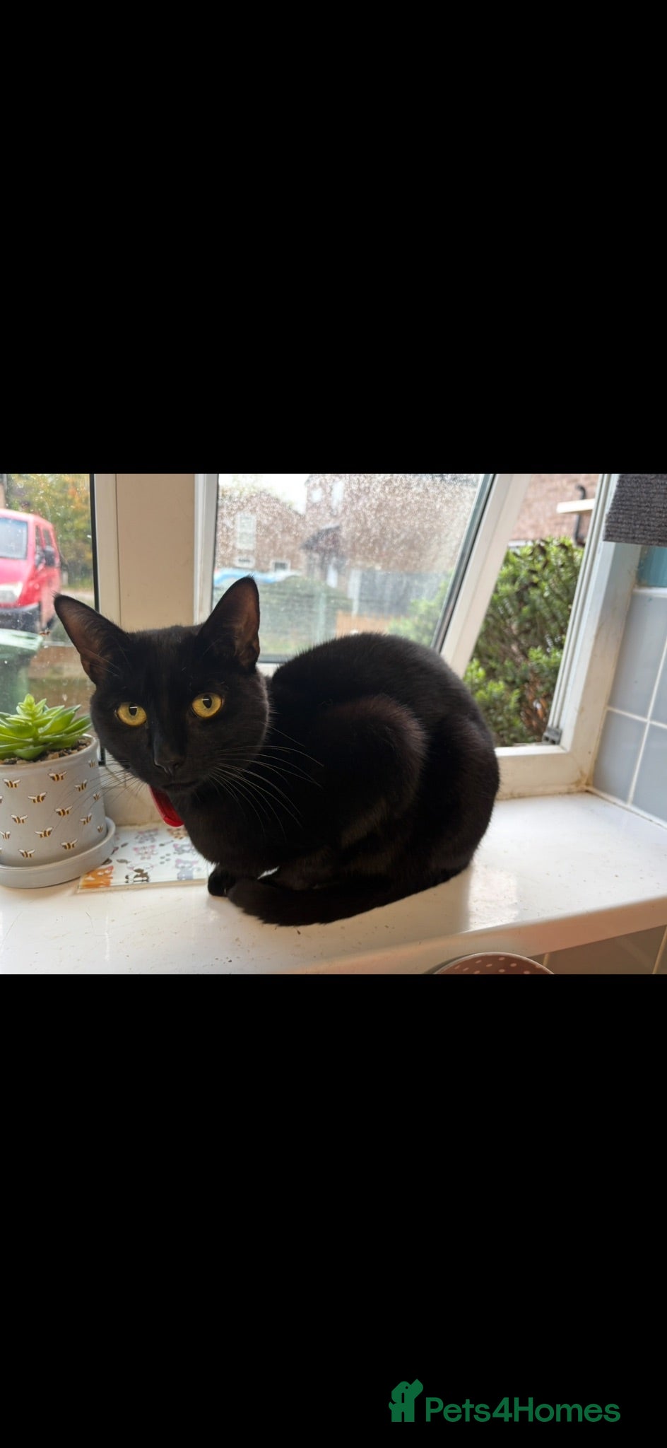 Domestic Shorthair cats Beautiful boy looking for a home  - Advert 5