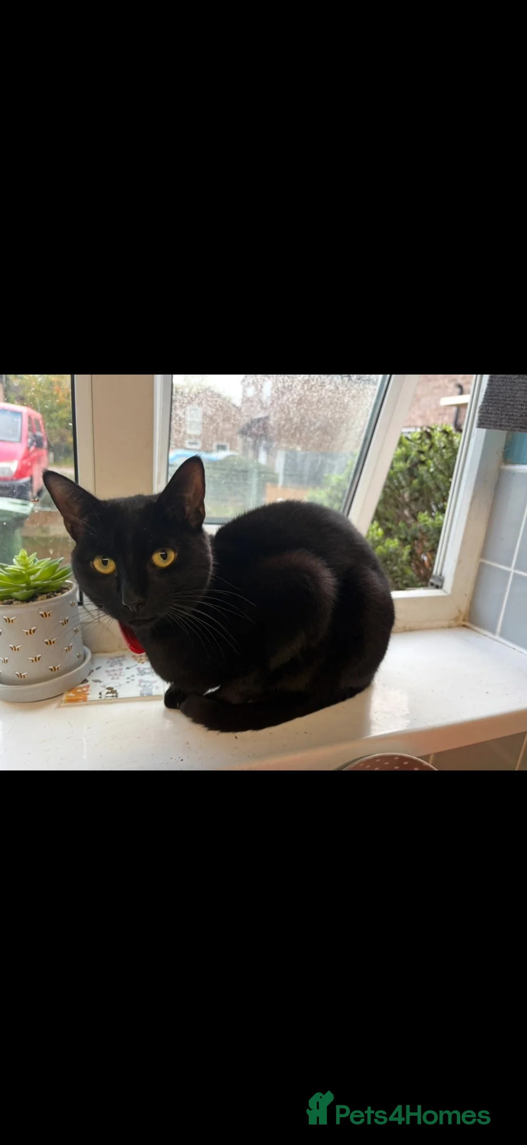 Domestic Shorthair cats for sale: Beautiful boy looking for a home  - Advert 1