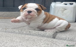 English Bulldog dogs for sale: Stunning Litter Of English Bulldog Puppies - Image 8