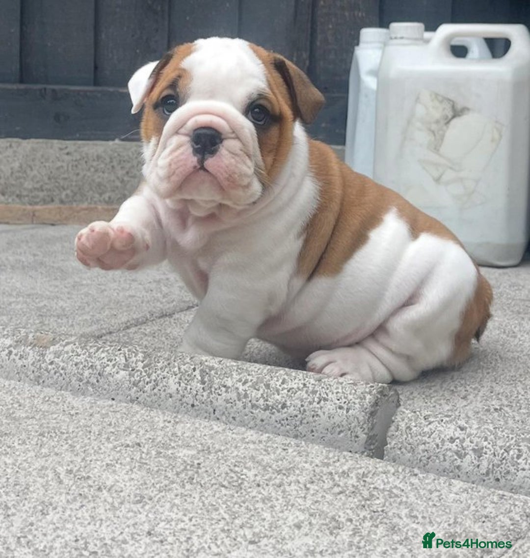 English Bulldog dogs for sale: Stunning Litter Of English Bulldog Puppies - Image 8