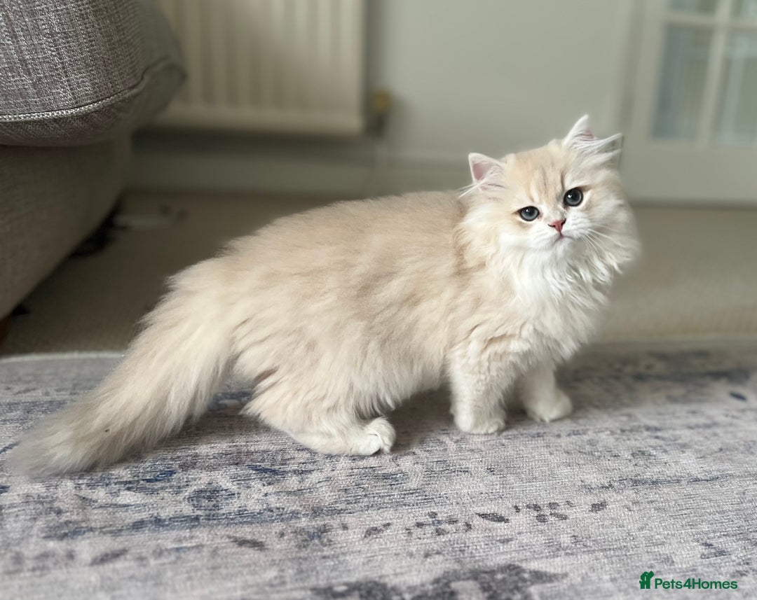British Longhair cats for sale: Lilac golden shaded kittens (cy12) - Image 7