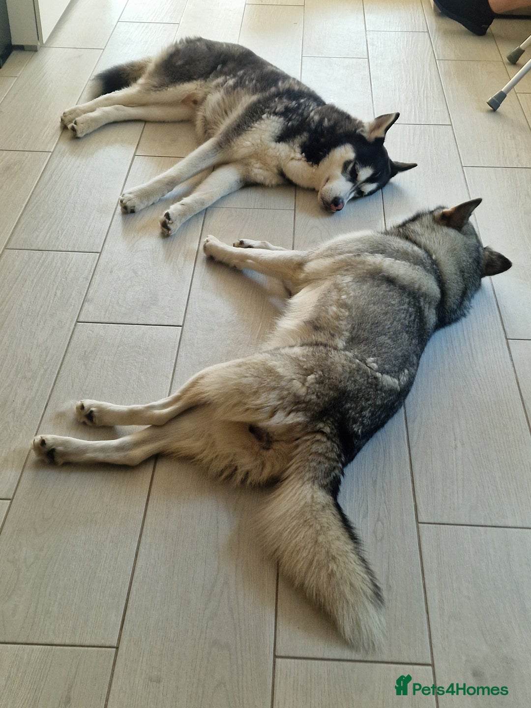 Siberian Husky dogs for sale: Siberian Husky Puppies - Image 25