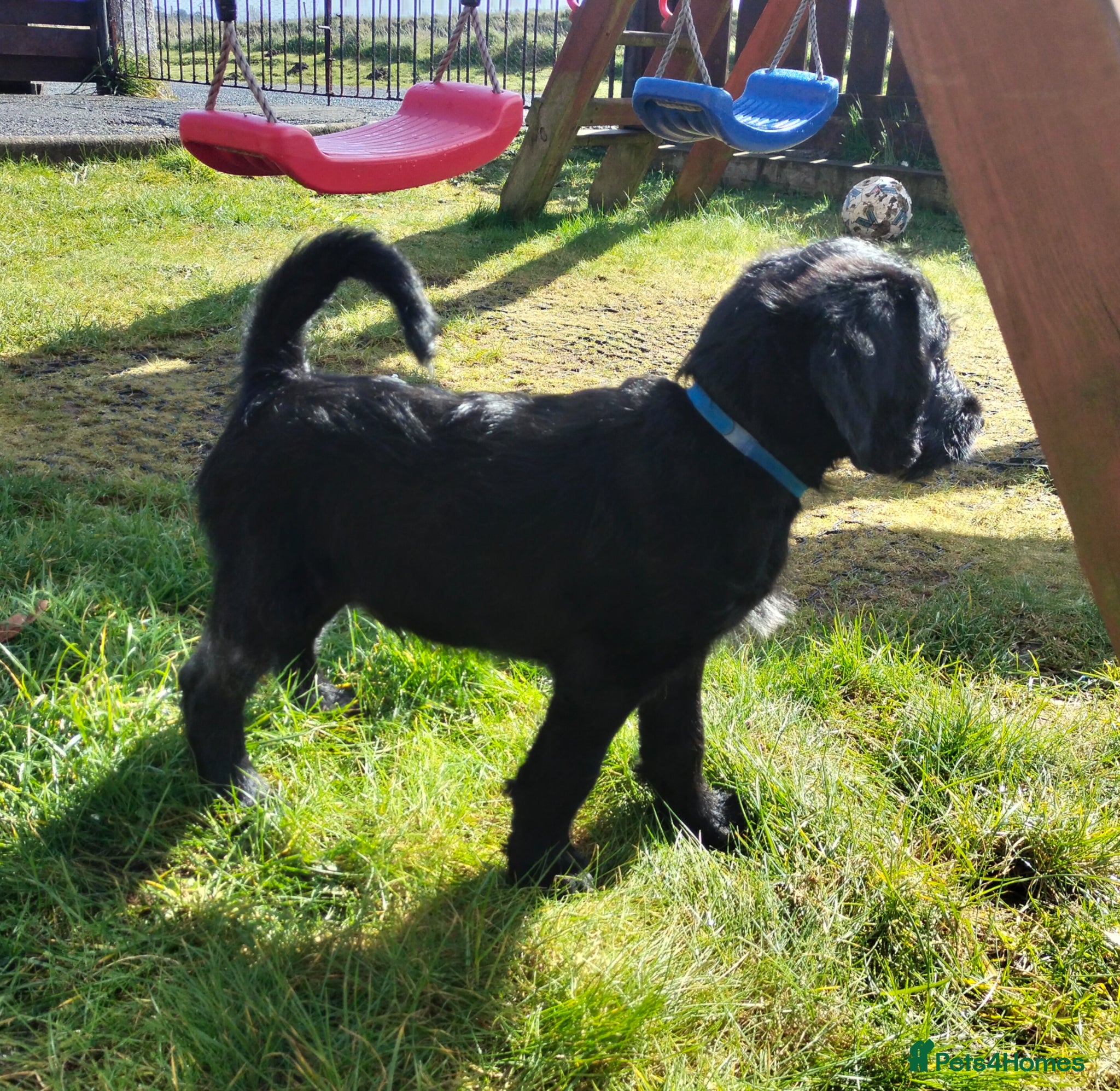 Labradoodle dogs F1 Standard Labradoodle Puppies - Advert 14