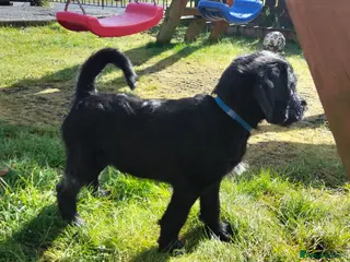 Labradoodle dogs F1 Standard Labradoodle Puppies - Advert 14