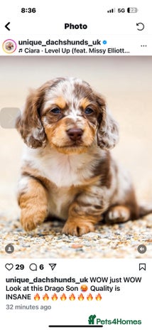 Miniature Dachshund dogs - Advert 13