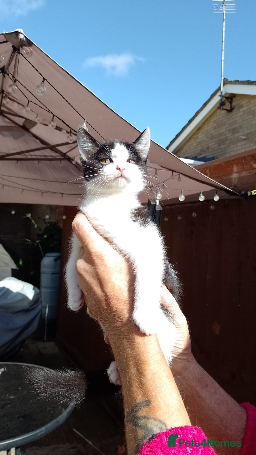 Mixed Breed cats for sale: Kittens - Image 6
