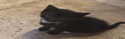 Mixed Breed cats for sale: Beautiful black and white kittens - Advert 2
