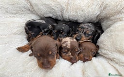 Dachshund dogs for sale: Gorgeous mini dachshund puppies!! - Image 2