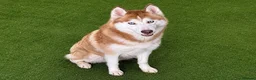 Siberian Husky dogs for sale: (Cheo) stunning adult female chocolate husky  - Advert 1