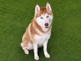 Siberian Husky dogs (Cheo) stunning adult female chocolate husky - Advert 1