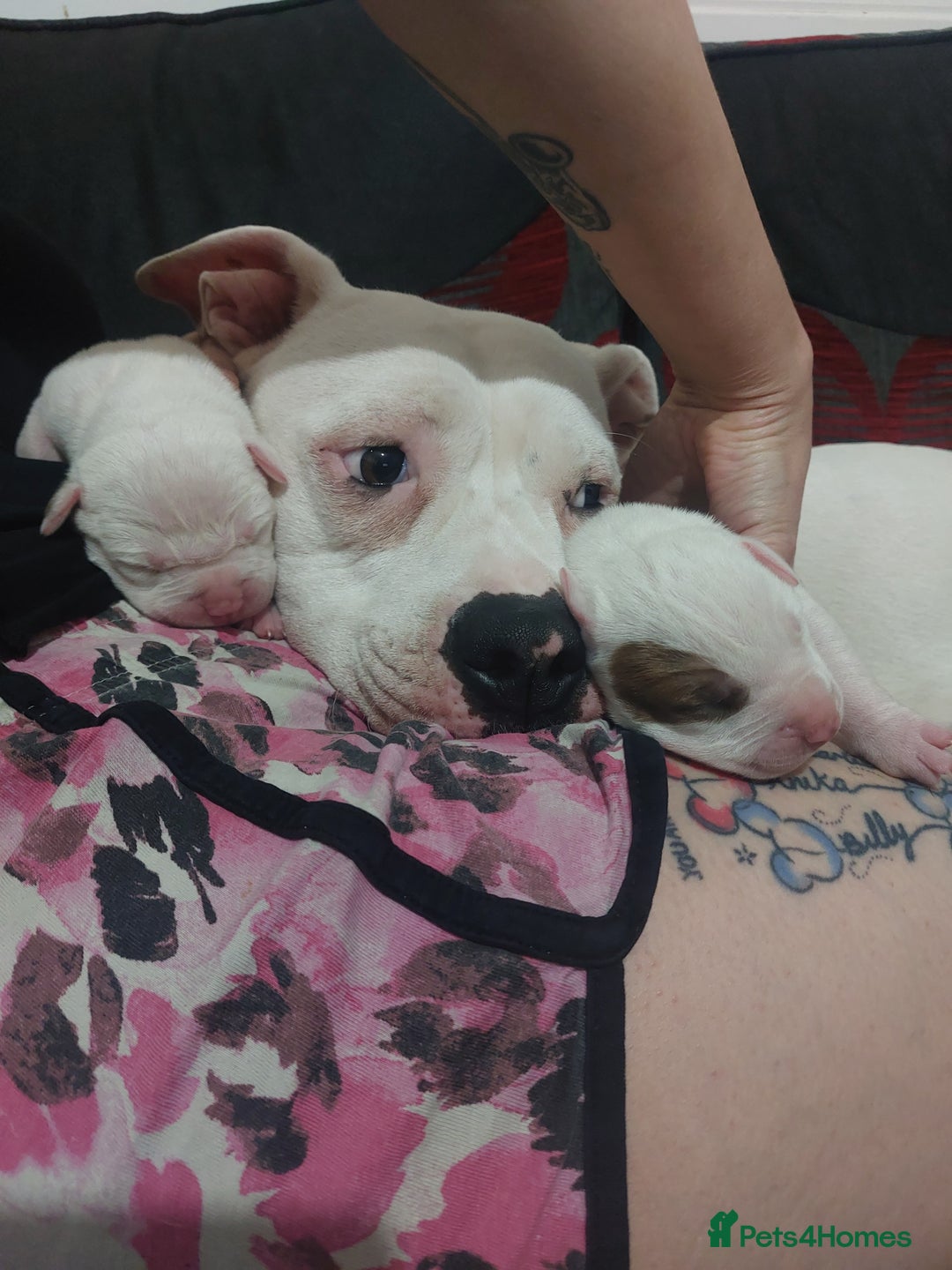 American Bulldog dogs for sale: Beautiful American bulldog puppies  - Image 4