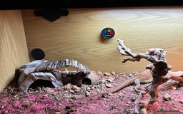 Bearded Dragon reptiles for sale: Female bearded dragon  - Image 5